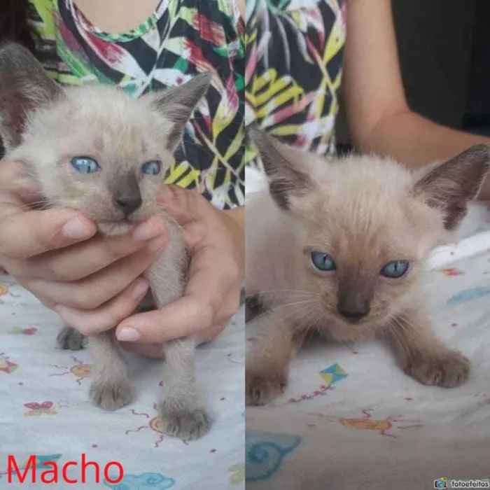Gato ra a  idade Abaixo de 2 meses nome Gatinhos