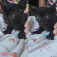 Gatinhos