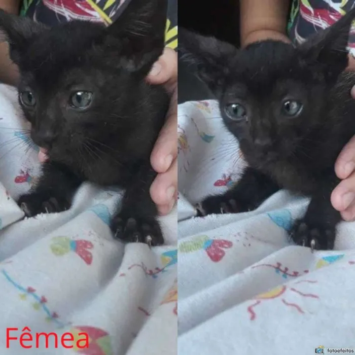 Gato ra a  idade Abaixo de 2 meses nome Gatinhos