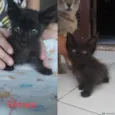 Gatinhos