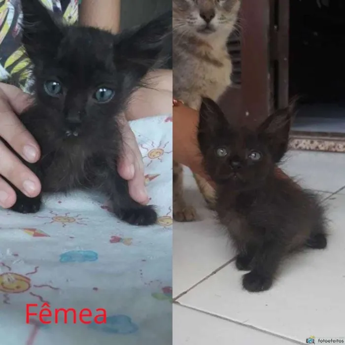 Gato ra a  idade Abaixo de 2 meses nome Gatinhos