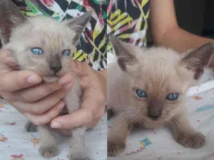 Gato raça  idade Abaixo de 2 meses nome Gatinhos