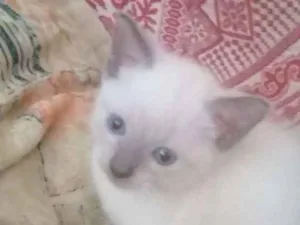 Gato raça Siamês  idade Abaixo de 2 meses nome Rico