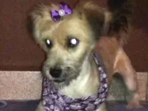 Cachorro raça RSD idade 7 a 11 meses nome Pitu