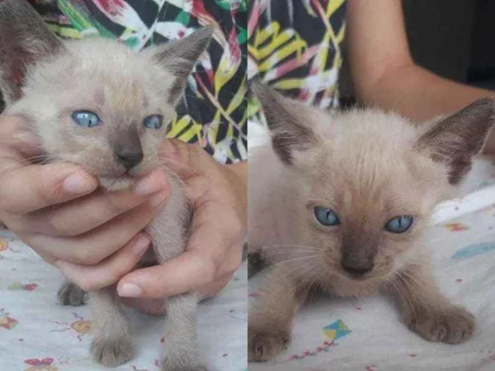 Gato ra a  idade Abaixo de 2 meses nome Gatinhos