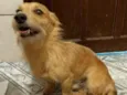 Murilo