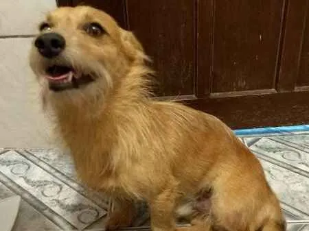 Cachorro ra a ND idade 3 anos nome Murilo