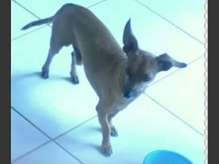 Cachorro ra a Pinscher com bace idade 6 ou mais anos nome Nick