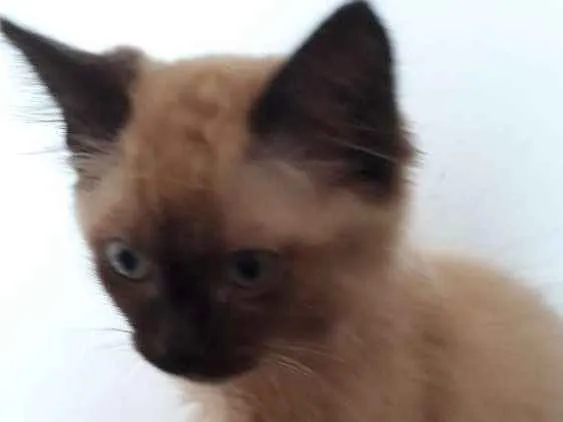Gato ra a Siamês  idade 2 a 6 meses nome Luna