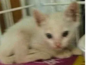 Gato raça  idade  nome Gatinhos Lindos 