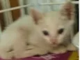 Gatinhos Lindos