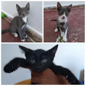Gato raça Não Indentificada idade 2 a 6 meses nome Sem nome. São 3 gato