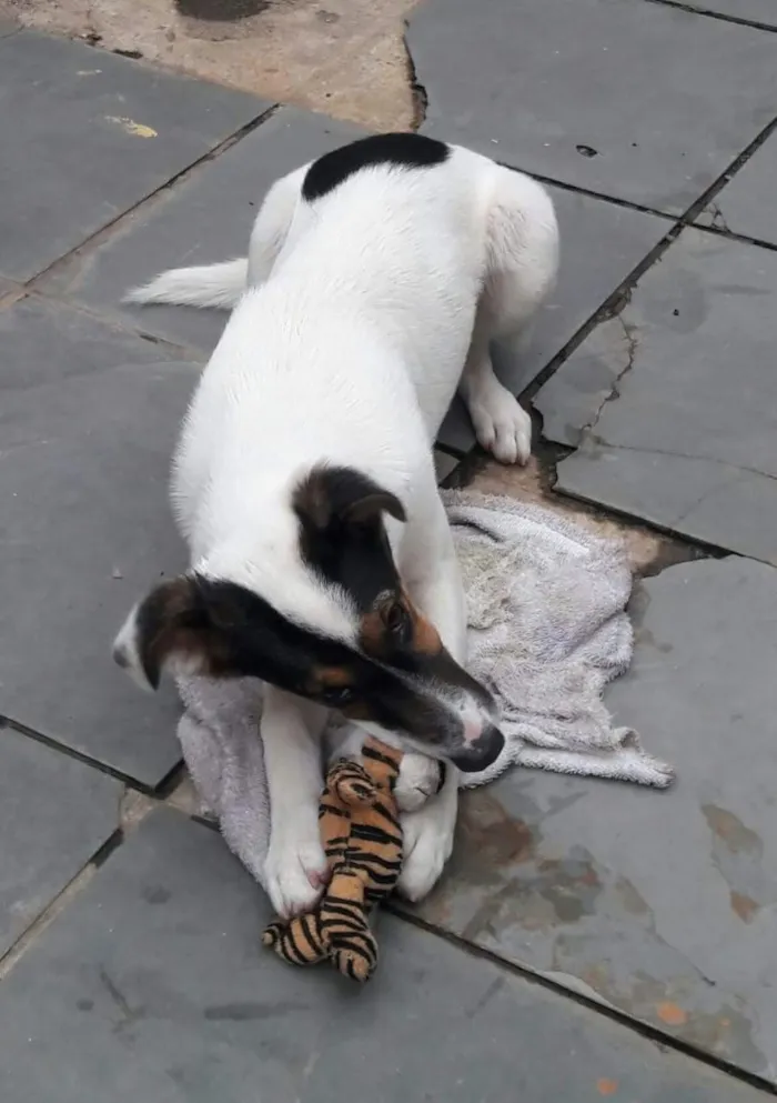 Cachorro ra a Não definida  idade 7 a 11 meses nome Duda