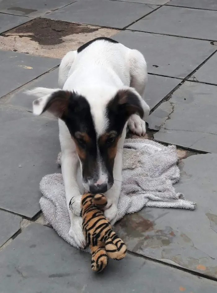 Cachorro ra a Não definida  idade 7 a 11 meses nome Duda