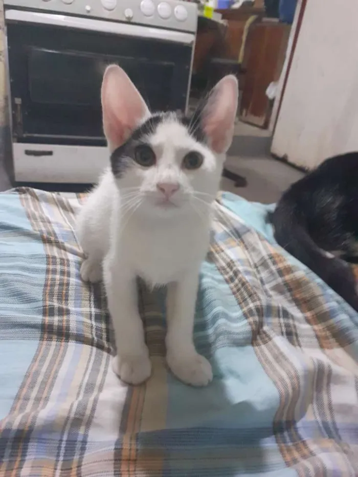 Gato ra a  idade 2 a 6 meses nome Hero