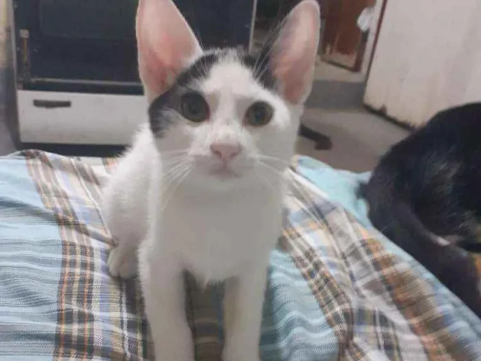 Gato ra a  idade 2 a 6 meses nome Hero