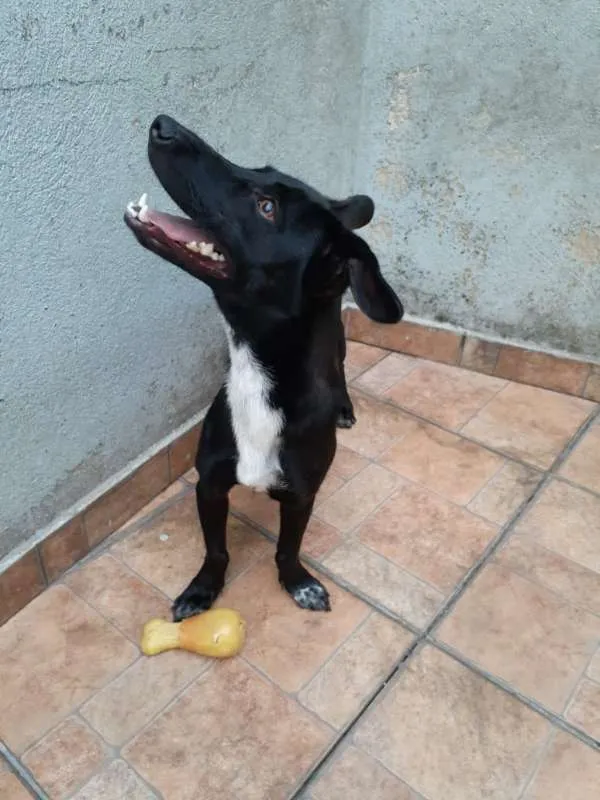 Cachorro ra a SRD idade 1 ano nome Cacau