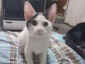 Gato raça  idade 2 a 6 meses nome Hero