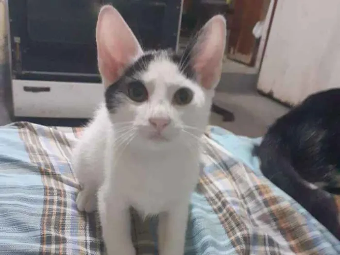 Gato ra a  idade 2 a 6 meses nome Hero