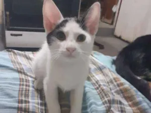 Gato raça  idade 2 a 6 meses nome Hero