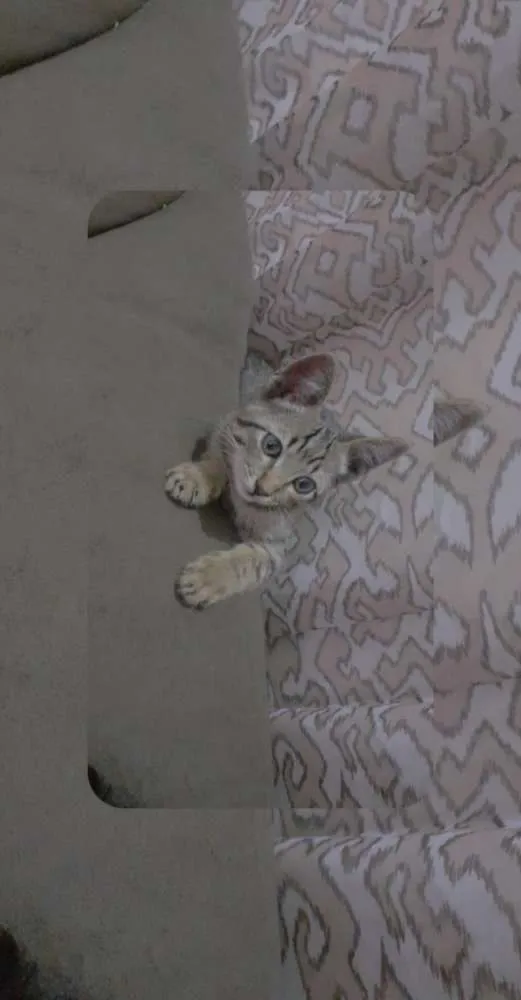 Gato ra a Srd idade 2 a 6 meses nome Sem nome