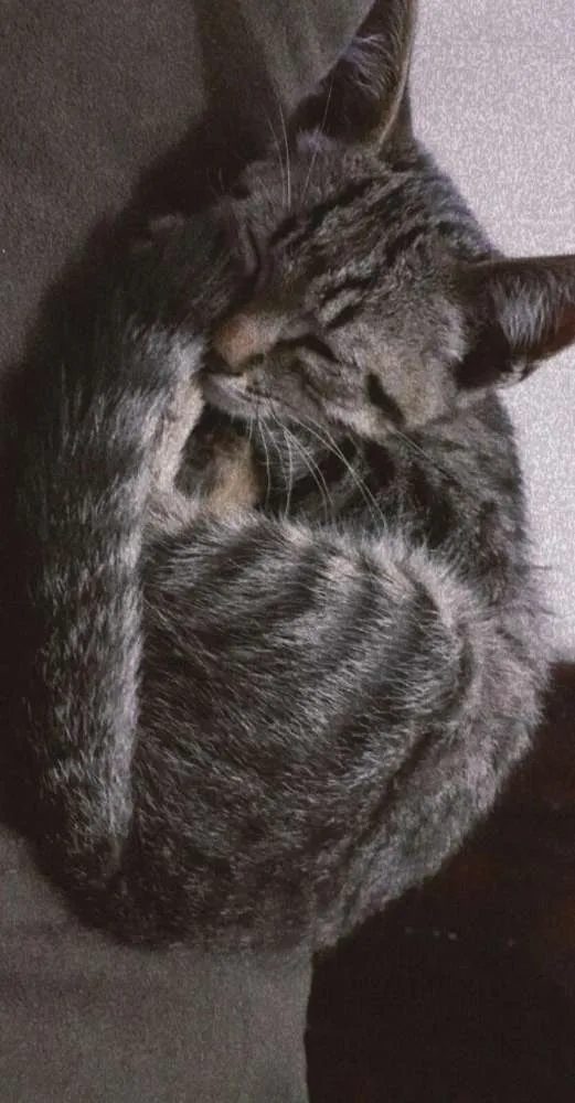 Gato ra a Srd idade 2 a 6 meses nome Sem nome
