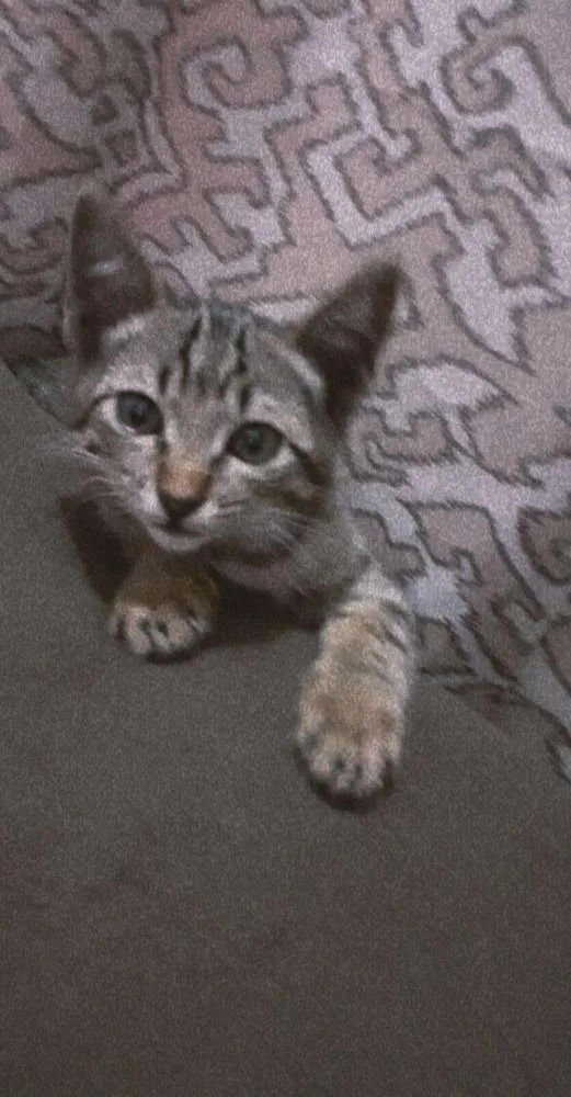 Gato ra a Srd idade 2 a 6 meses nome Sem nome
