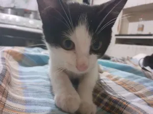 Gato raça  idade 2 a 6 meses nome Lala