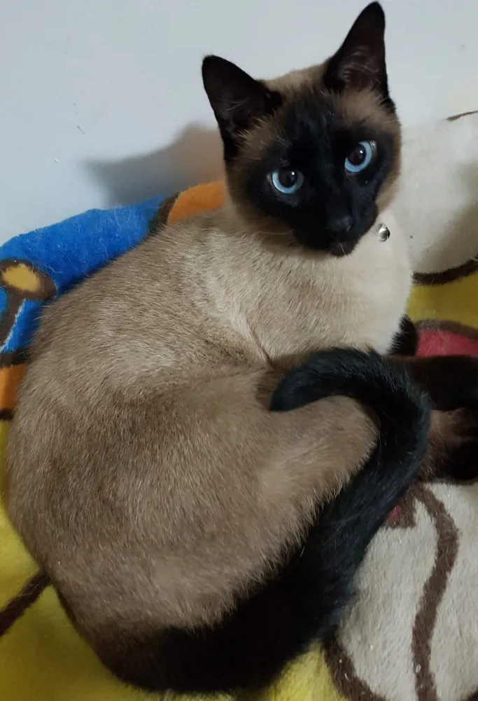 Gato ra a Siames red point  idade 6 ou mais anos nome Nero e irmão para ad