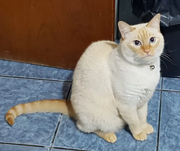 Gato ra a Siames red point  idade 6 ou mais anos nome Nero e irmão para ad