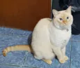 Nero e irmão para ad