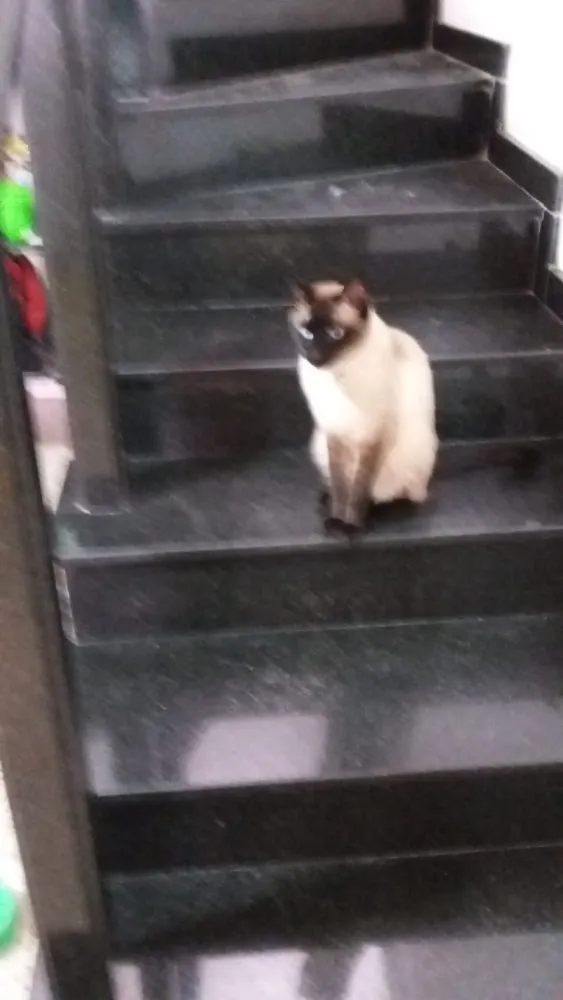 Gato ra a Siames red point  idade 6 ou mais anos nome Nero e irmão para ad