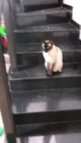 Nero e irmão para ad