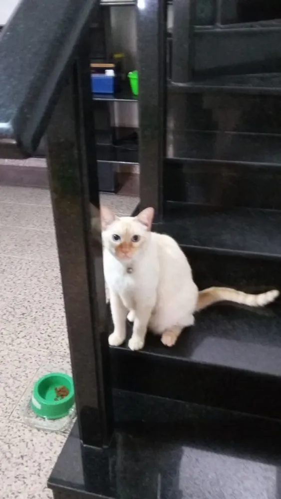 Gato ra a Siames red point  idade 6 ou mais anos nome Nero e irmão para ad
