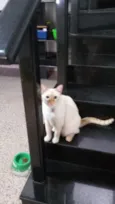 Nero e irmão para ad