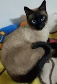 Ray e irmão para ado