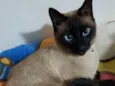 Ray e irmão para ado