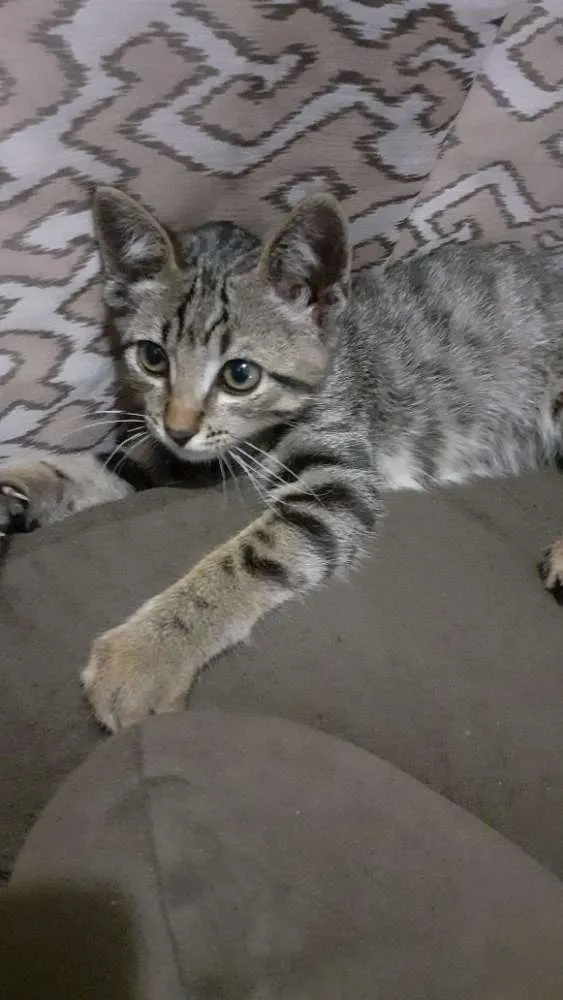 Gato ra a Srd idade 2 a 6 meses nome Sem nome