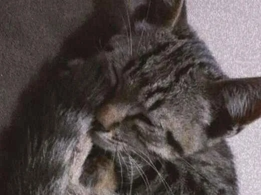 Gato ra a Srd idade 2 a 6 meses nome Sem nome