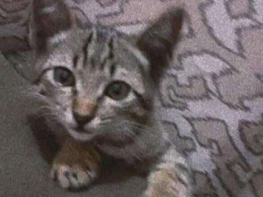 Gato ra a Srd idade 2 a 6 meses nome Sem nome