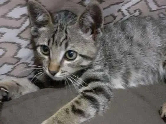 Gato ra a Srd idade 2 a 6 meses nome Sem nome