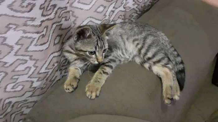 Gato ra a Srd idade 2 a 6 meses nome Sem nome