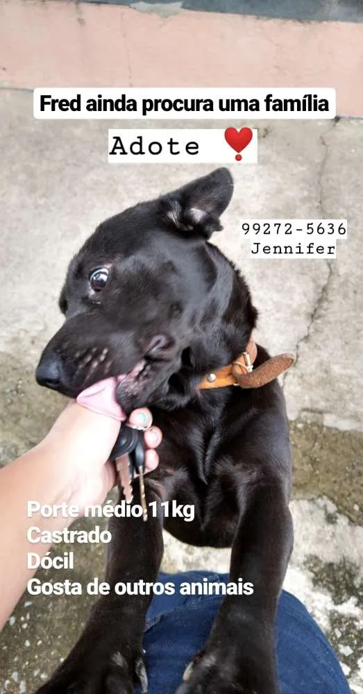 Cachorro raça sem raça idade 1 ano nome Fred