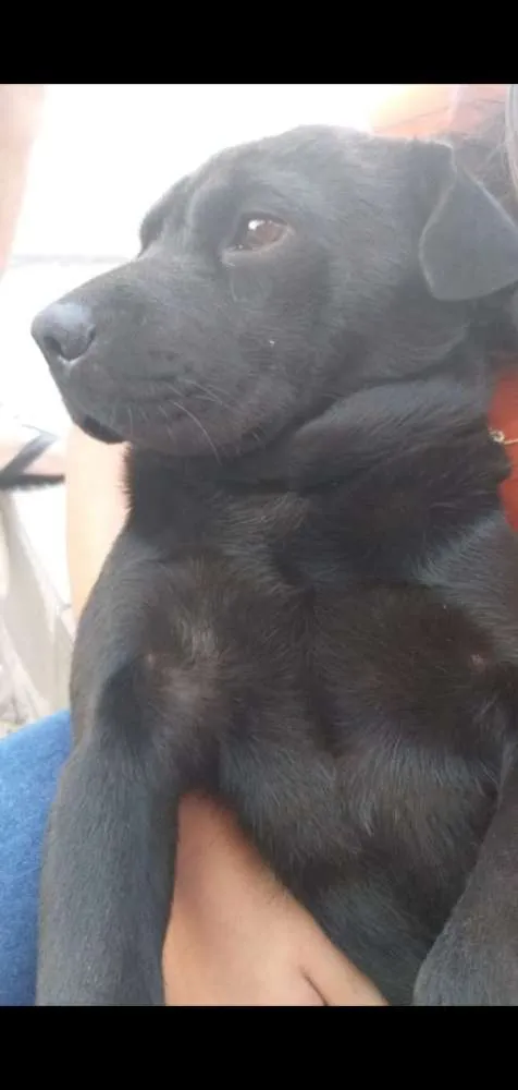 Cachorro raça sem raça idade 1 ano nome Fred