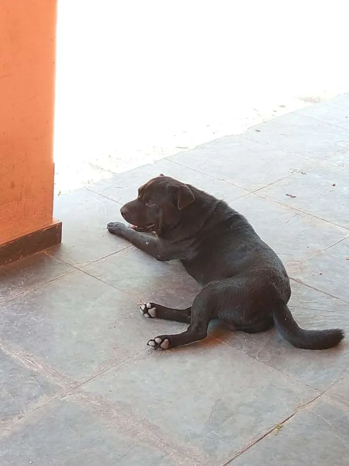 Cachorro raça sem raça idade 1 ano nome Fred