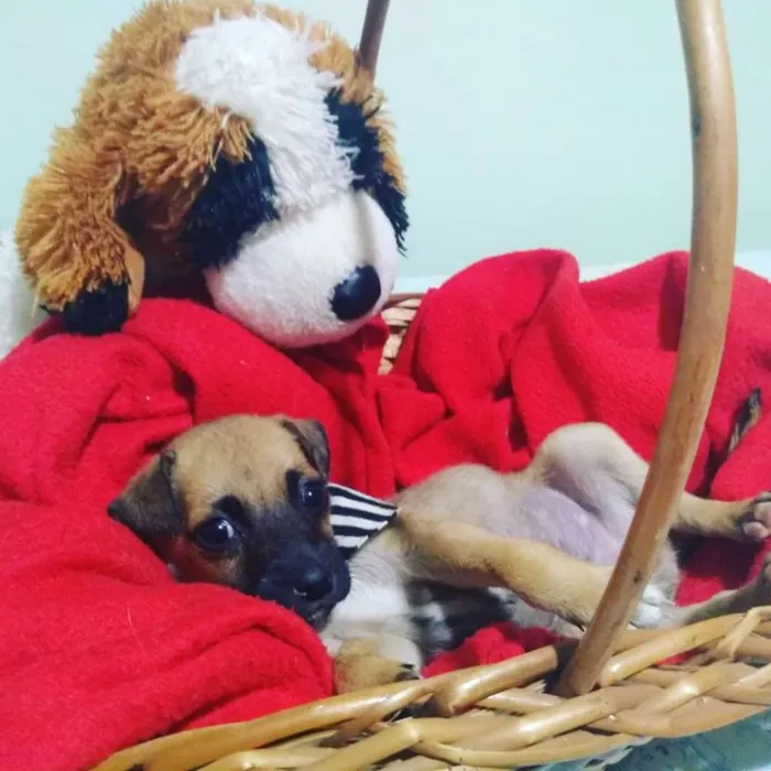 Cachorro ra a SRD idade Abaixo de 2 meses nome BROWN