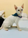 Floquinho 