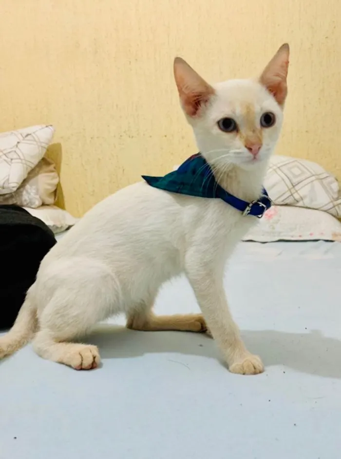 Gato ra a SRD idade 2 a 6 meses nome Floquinho 