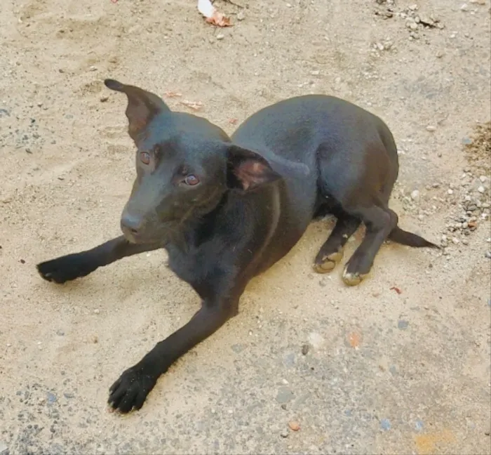 Cachorro ra a SRD idade 1 ano nome Lola 