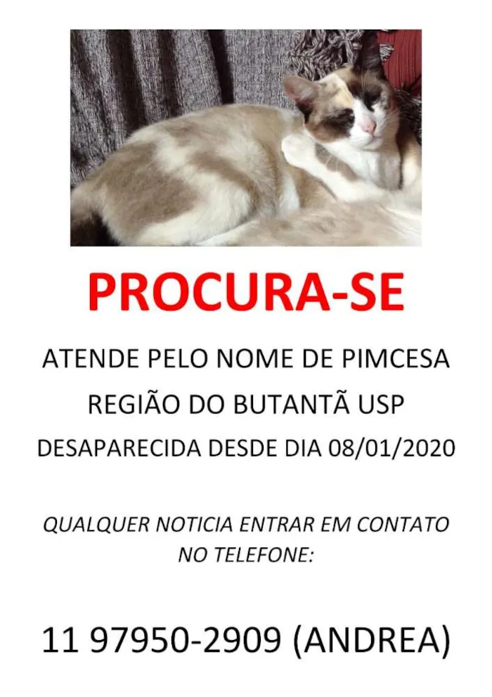 Gato ra a Vira lata branca com manchas m idade 2 anos nome PIM Cesa